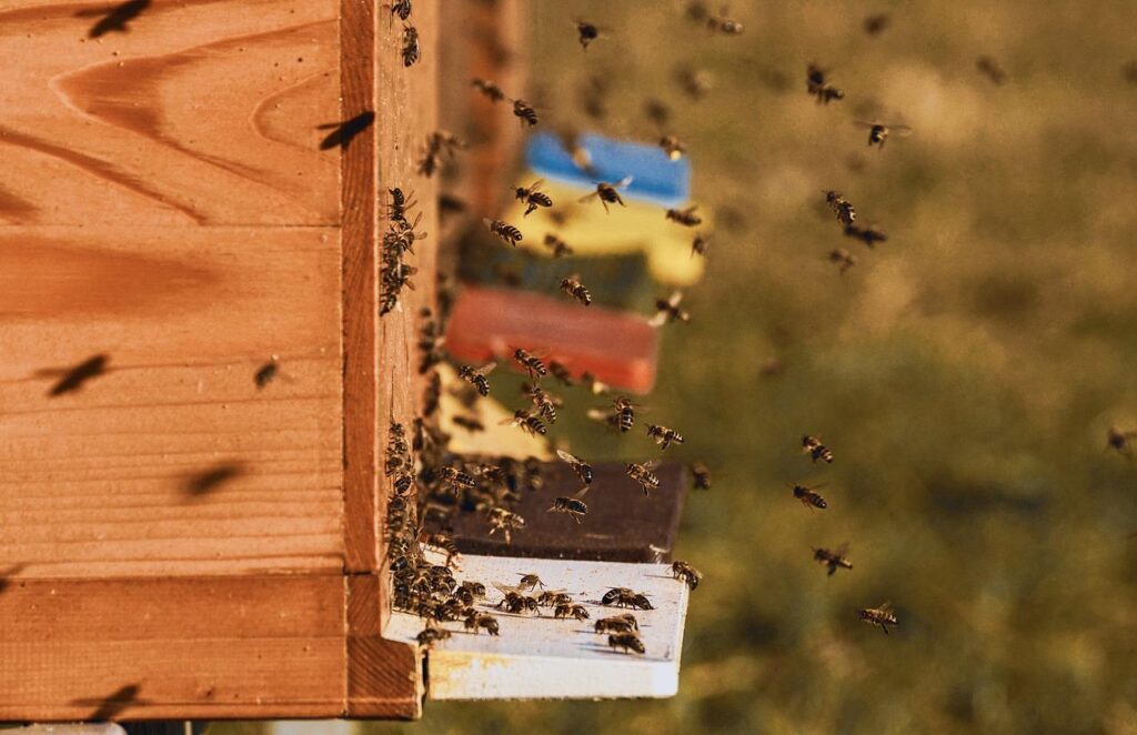 bee colonies, bees, beehive-4027005.jpg